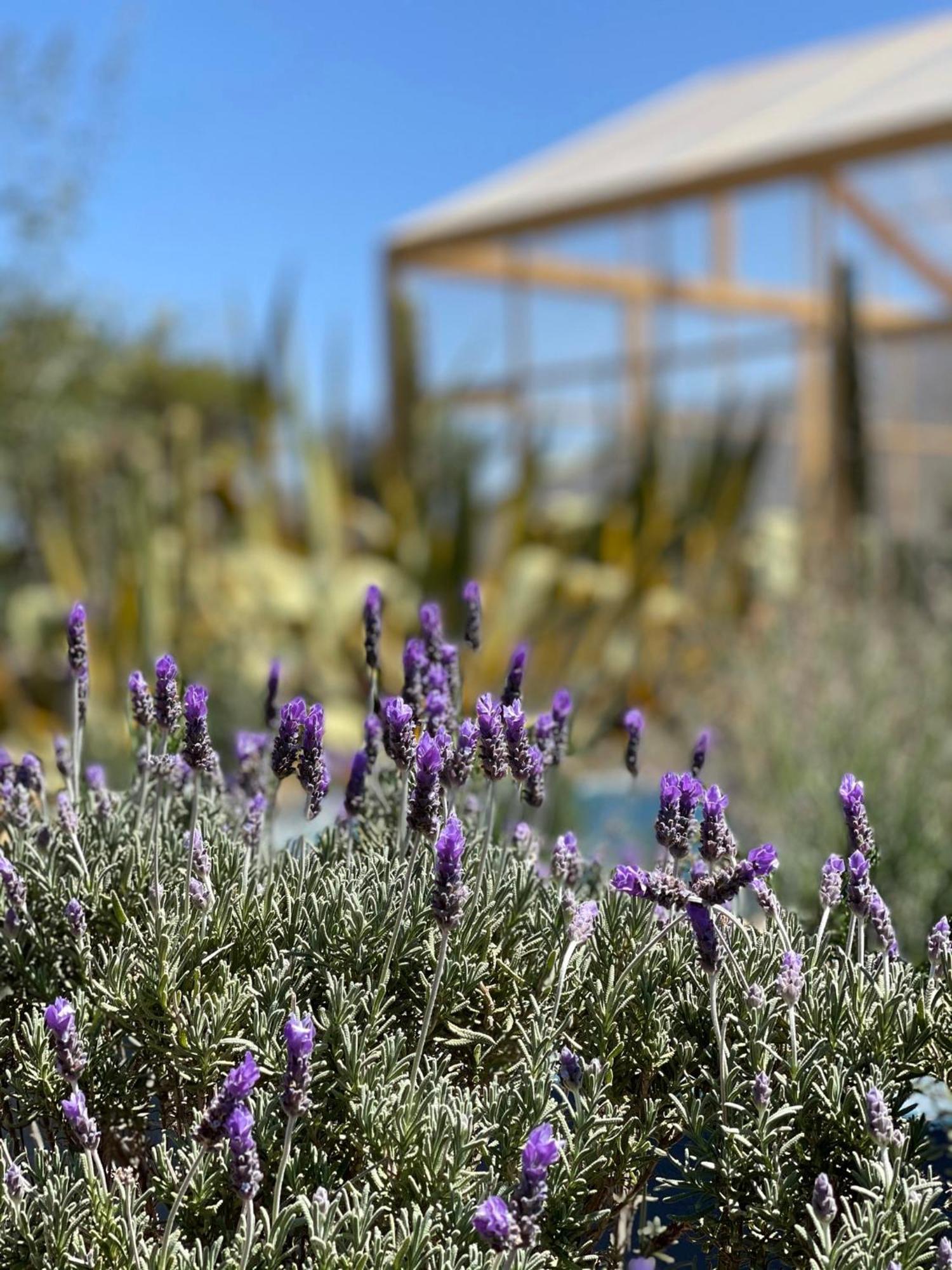 Lavanda Aldea Holística San Miguel de Allende Exterior foto